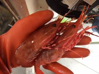 Shrimp
