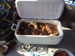crabs filled the cooler