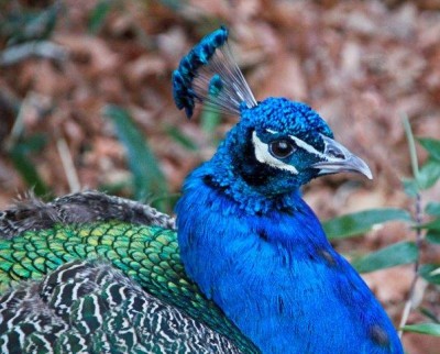 Peacock For Norm