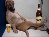 25051.Bad dog.jpg.jpg.yafupload