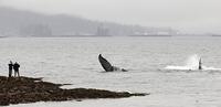 29830.Humpback People beach 13 002CRop w425.jpg.jpg.yafupload