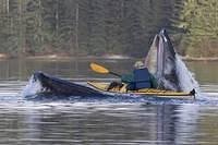 29833.Whale and kayak 2.jpg.jpg.yafupload