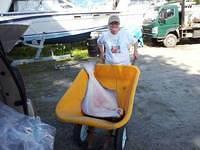 29834.halibut in wheelbarrow resized.jpg.jpg.yafupload